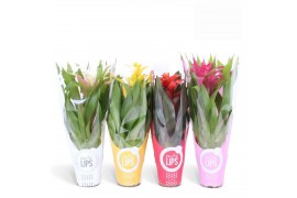 Guzmania mix Guzmania Cupcake More Lips