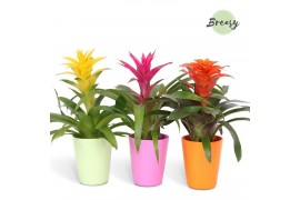 Guzmania mix Guzmania Cupcake Florence