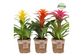 Guzmania mix Guzmania Cupcake Gaby