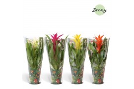 Guzmania mix Guzmania Cupcake Jungle