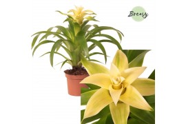 Guzmania evelien