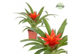 Guzmania glow