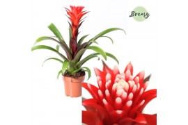 Guzmania hope Guzmania Rockyflower Hope