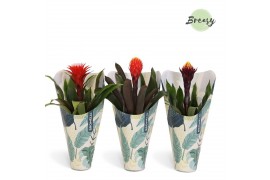 Guzmania mix Guzmania Rockyflower Jungle Kraft