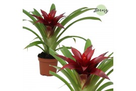 Guzmania sky