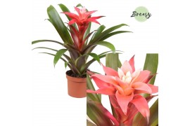 Guzmania libby