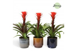 Guzmania hope Guzmania Rockyflower Hope Classic Corsica