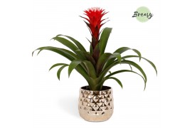 Guzmania hope Guzmania Rockyflower Hope Royal Crown