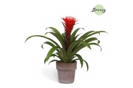 Guzmania hope Guzmania Rockyflower Hope Toscana