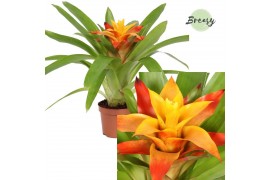 Guzmania flava