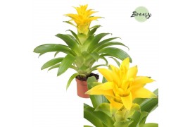 Guzmania diana