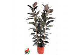 Ficus elastica abidjan Toef 3pp