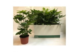 Fatsia japonica zonder plastic