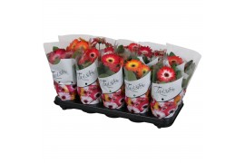 Gerbera mix twister belicht