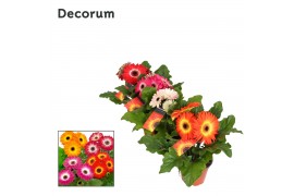 Gerbera mix twister belicht 3+ in hoes decorum