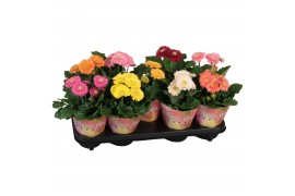 Gerbera mix patio beauty ptocover dubbelbloemig,