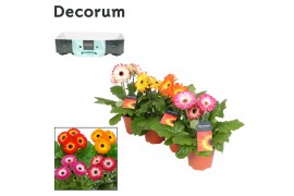 Gerbera mix twister . met kraag Decorum