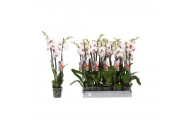 Phalaenopsis wit red lips 3 tak - 22+ bloemen