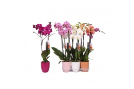 Phalaenopsis mix 2 tak - 18+ bloemen mix keramiek