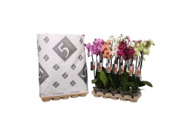 Phalaenopsis mix 3 tak - 22+ bloemen pulptray