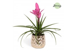 Tillandsia antonio Royal Crown keramiek