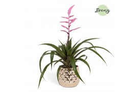 Tillandsia andreas Royal Crown keramiek