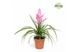 Tillandsia antonio