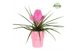 Tillandsia cyanea josee Cancun keramiek - Roze