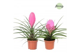 Tillandsia mix Pink mix