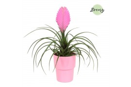 Tillandsia cyanea vincent Cancun keramiek - Roze