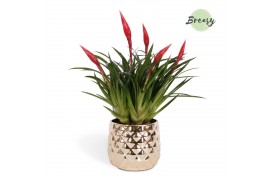 Vriesea multiflower astrid Royal Crown keramiek