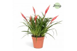 Vriesea multiflower astrid