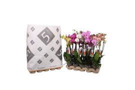 Phalaenopsis mix 3 tak - 22+ bloemen pulptray