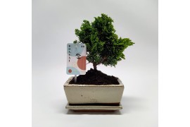 Bonsai Chamaecyparis Bonsai Traditional 15 cm