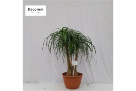 Beaucarnea recurvata vertakt nummer 64