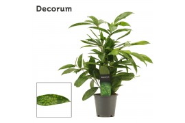 Dracaena surculosa decorum