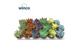 Succulenten Valencia Mix