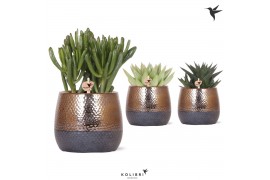 Succulenten mix in elite pot copper kolibri greens