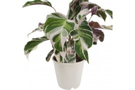 Calathea fusion white