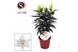 Lilium rascal souvenir wit rascal souvenir white 13cm,5 bl.,3 tak/plnt