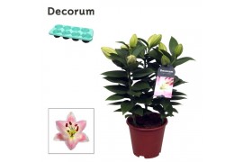 Lilium oriental souvenir Rascal decorum