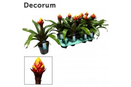 Guzmania crown