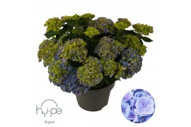 Hydrangea macrophylla mophead blue 10+