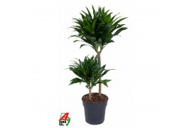 Dracaena fragr. compacta 45-15