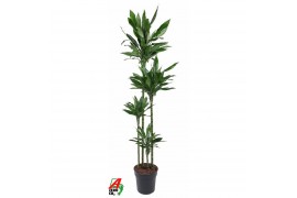 Dracaena fragr. janet lind 120-90-60-30