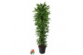 Dracaena fragr. golden coast vertakt