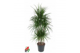 Dracaena marginata 120-carrousel