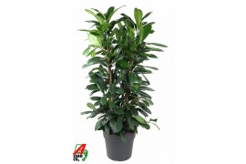 Ficus cyathistipula