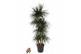 Dracaena marg. magenta 120-carrousel