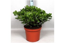 Crassula ovata